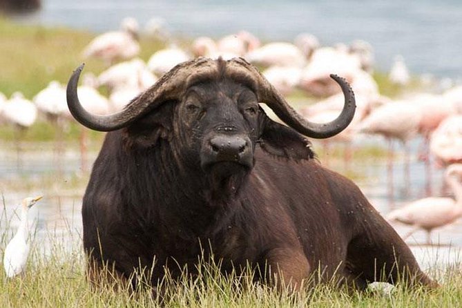 Day trip - Lake Nakuru National Park Tour From Nairobi - Admission Fee Not Included: The One Cost You Should Budget First