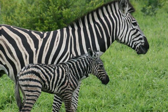 Day trip - Lake Nakuru National Park Tour From Nairobi - Price and Value: Is $130 a Smart Deal for a One-Day Safari?