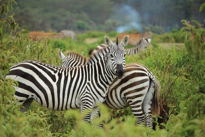 Day trip - Lake Nakuru National Park Tour From Nairobi - Beyond the Lake: Rhinos, Acacias, and the Real Wildlife Odds