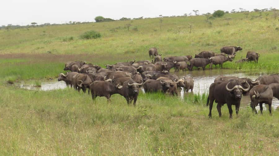 Day Trip to Amboseli National Park from Nairobi. - Amboseli Game Drive: Elephants, Lions, and the Savannah That Makes It Easier