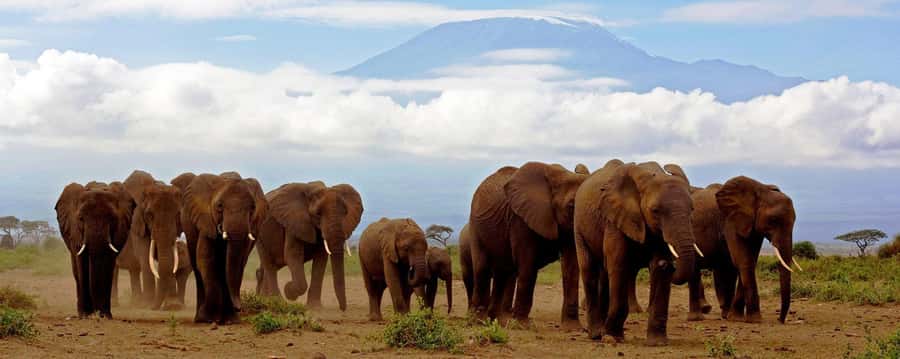 Day Trip to Amboseli National Park from Nairobi. - The Nairobi Skyline and the “Pop-Up Roof” Advantage