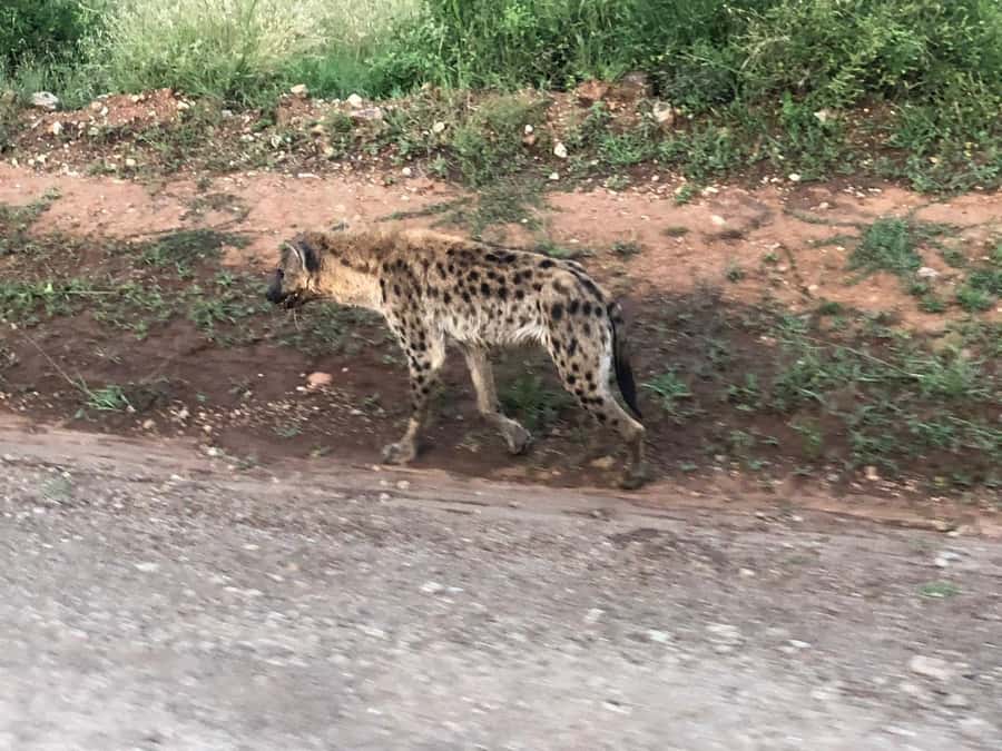 Day Trip to Amboseli National Park from Nairobi. - Price and Value: The Real Cost Behind the $160
