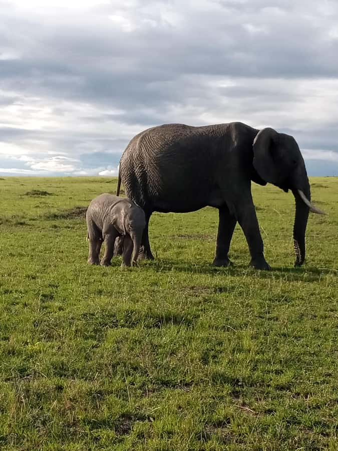 Day Trip to Amboseli National Park from Nairobi. - Kilimanjaro in View: Why the Snow-Capped Peak Changes the Whole Day
