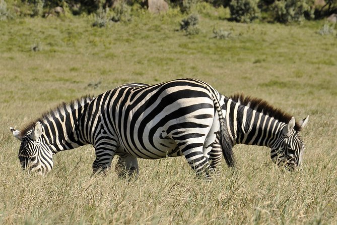 Day Trip To Crescent Island And Hells Gate National Park - How this Nairobi day trip is built for maximum wildlife, no overnight