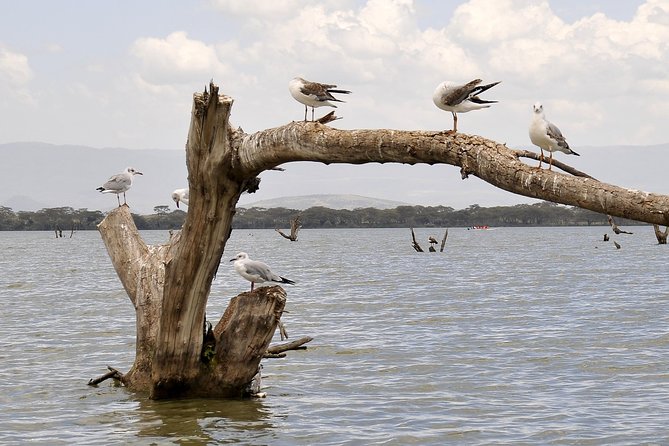 Day Trip To Crescent Island And Hells Gate National Park - Stop 1: Lake Naivasha birding and fish country, your warm-up for Crescent Island