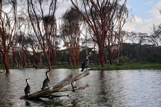Day trip to Hells Gate National Park with boat ride on Lake Naivasha - The Nairobi drive, the Rift Valley viewpoint, and the day’s rhythm