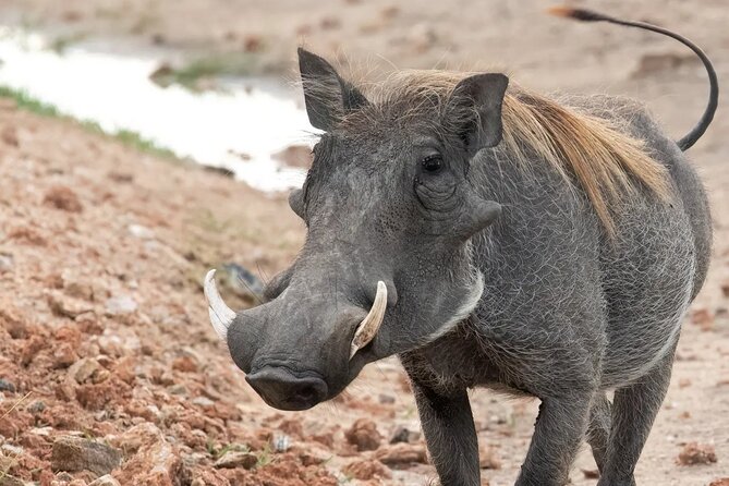 Day trip to Hells Gate National Park with boat ride on Lake Naivasha - Price and value: what you pay up front, and what you should budget
