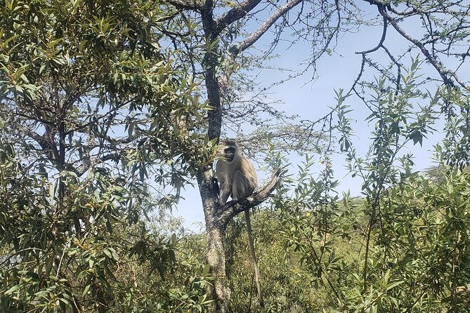 Day trip to Hells Gate National Park with boat ride on Lake Naivasha - What it felt like with guide service like Jared