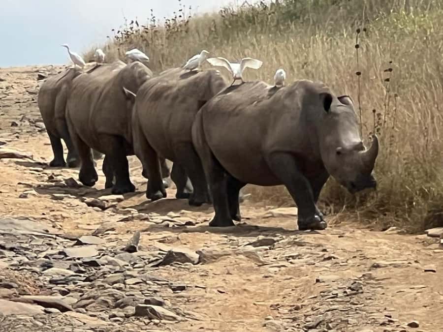 Day Trip to Lake Nakuru National Park from Nairobi - Key things that make this Lake Nakuru day trip worth your time
