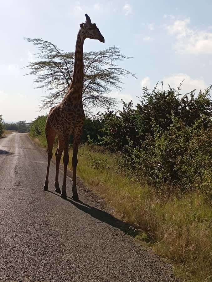 Day Trip to Lake Nakuru National Park from Nairobi - Nairobi to Lake Nakuru in one day: the practical appeal