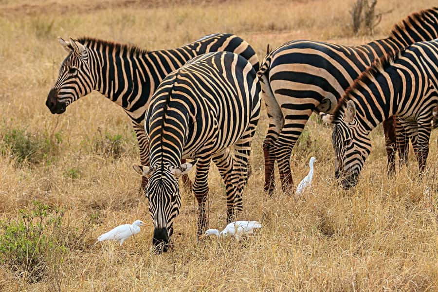 Day Trip to Lake Nakuru National Park from Nairobi - Game drive time at Lake Nakuru: where the sightings usually happen
