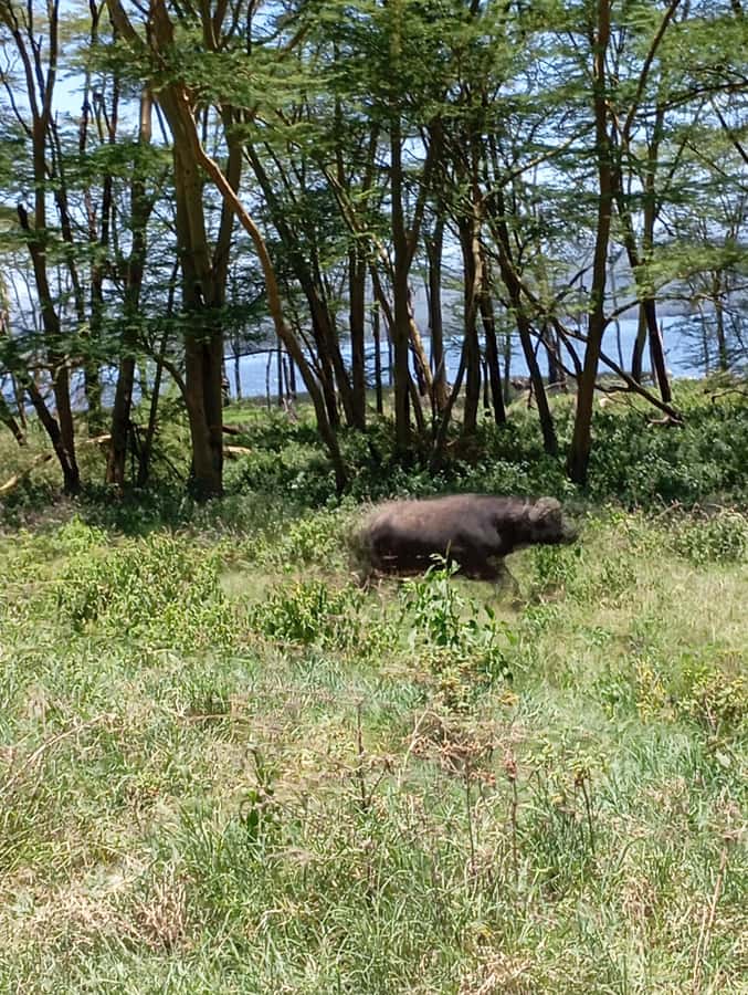Day Trip to Lake Nakuru National Park from Nairobi - Rhino and predator odds: reading the park with a guide