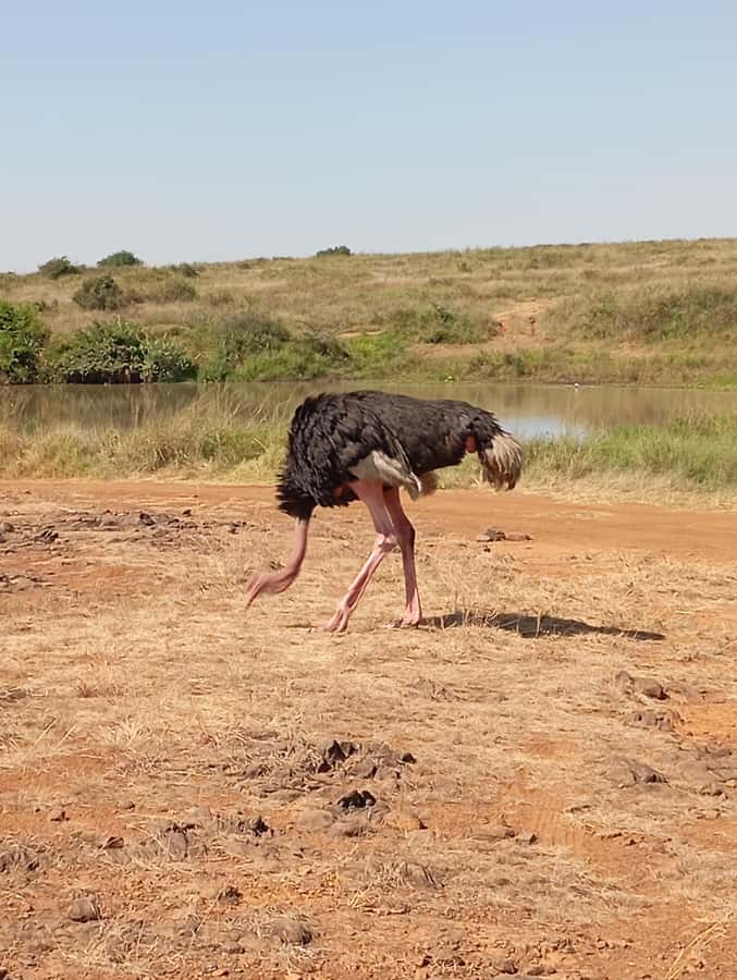 Day Trip to Lake Nakuru National Park from Nairobi - Baboon Cliff panoramas: the payoff stop