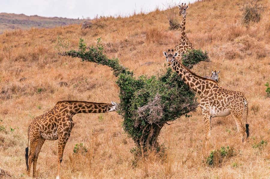 Day Trip to Lake Nakuru National Park from Nairobi - Birding on a schedule: over 400 species, and why that changes your day
