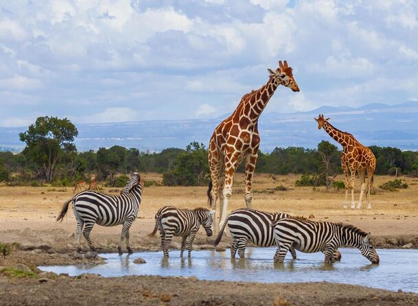 Day trip to Ol Pejeta conservancy from Nairobi - Key things to know before you go