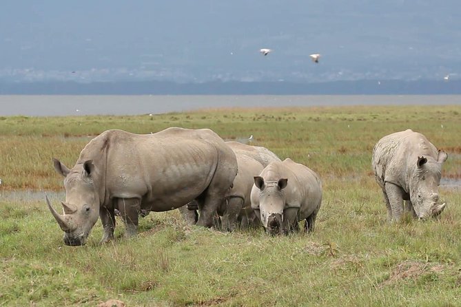 Day trip to Ol Pejeta conservancy from Nairobi - Second drive on the eastern side: Baraka and the northern white rhinos