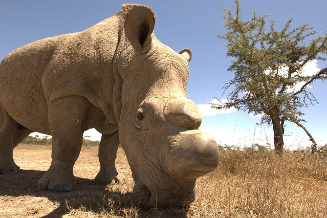 Day trip to Ol Pejeta conservancy from Nairobi - Price and value: what $163.80 really buys you, plus the fees that matter