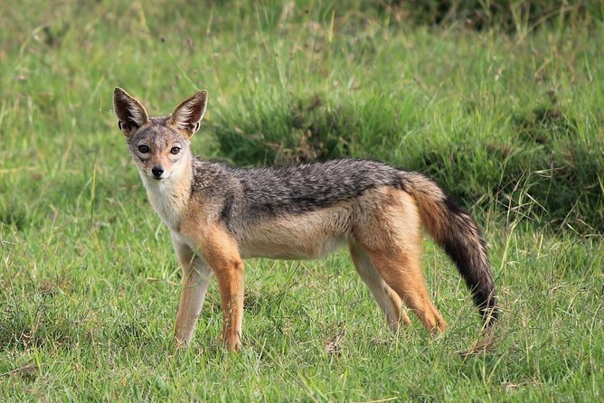 Day trip to Ol Pejeta conservancy from Nairobi - Comfort and practical timing: how to enjoy the long day (and not feel wrecked)