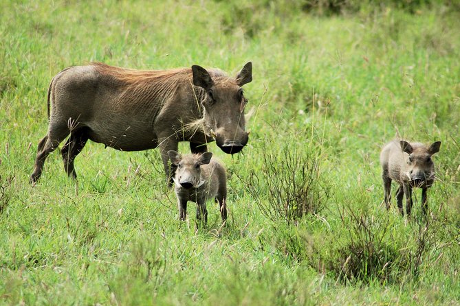 Day trip to Ol Pejeta conservancy from Nairobi - Who should book this Nairobi to Ol Pejeta day trip