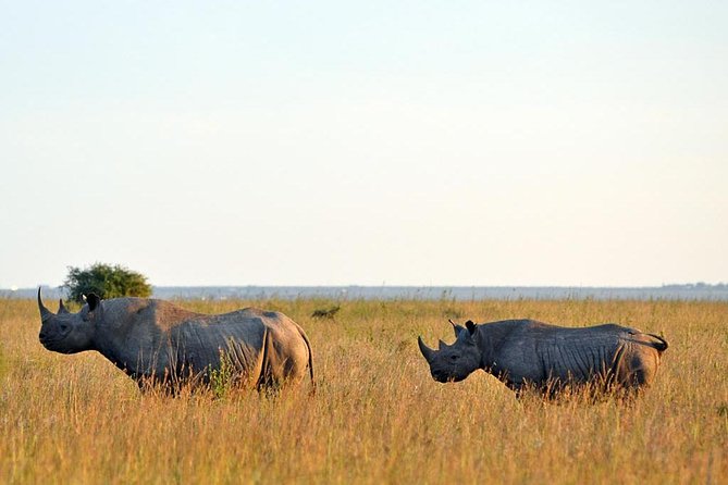 Day trip to Ol Pejeta conservancy from Nairobi - First game drive at Ol Pejeta: chimps and the northern side