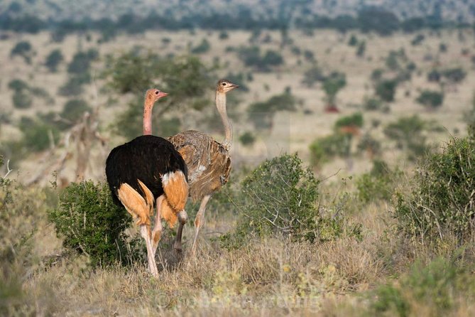 Day Trip - Tsavo East National Park ( Man Eater Lions of Tsavo & Other Big Five) - Afternoon Game Drive: Dry-Season Reality and Why It Can Get Better