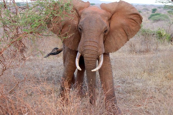 Day Trip - Tsavo East National Park ( Man Eater Lions of Tsavo & Other Big Five) - The Tsavo Lions Connection and How to Think About Big Five Targets