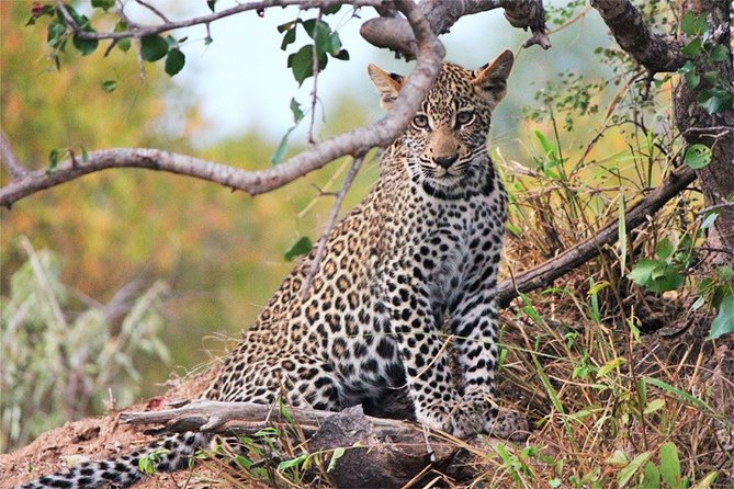 Day Trip - Tsavo East National Park ( Man Eater Lions of Tsavo & Other Big Five) - Price and Value: $200 plus Park Entry, Lunch, and Tips