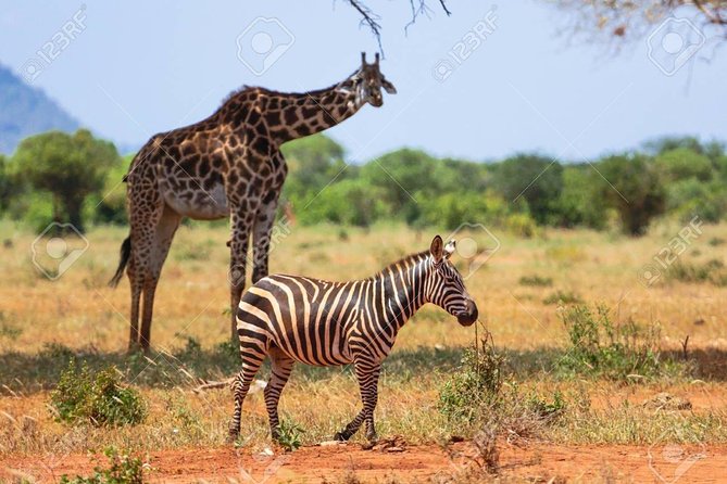 Day Trip - Tsavo East National Park ( Man Eater Lions of Tsavo & Other Big Five) - Logistics That Can Make You Happier: Comfort, Stops, and Payment Prep