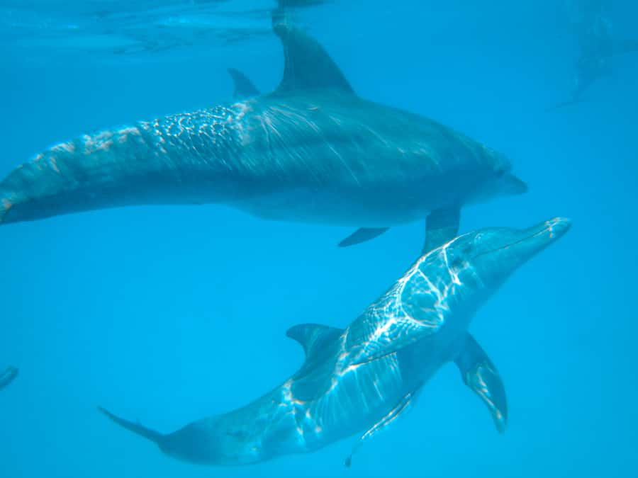 Dhow Adventure to Wasini Island & Kisite Marine Park - Where this dhow day really shines: Kisite-Mpunguti plus Wasini Island