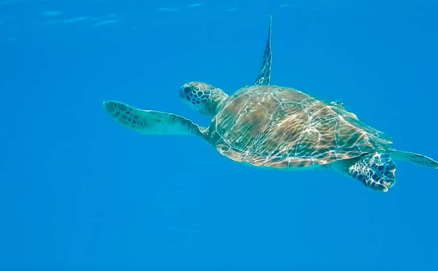 Dhow Adventure to Wasini Island & Kisite Marine Park - Snorkeling in Kisite-Mpunguti: gear, comfort, and how the guides keep you safe