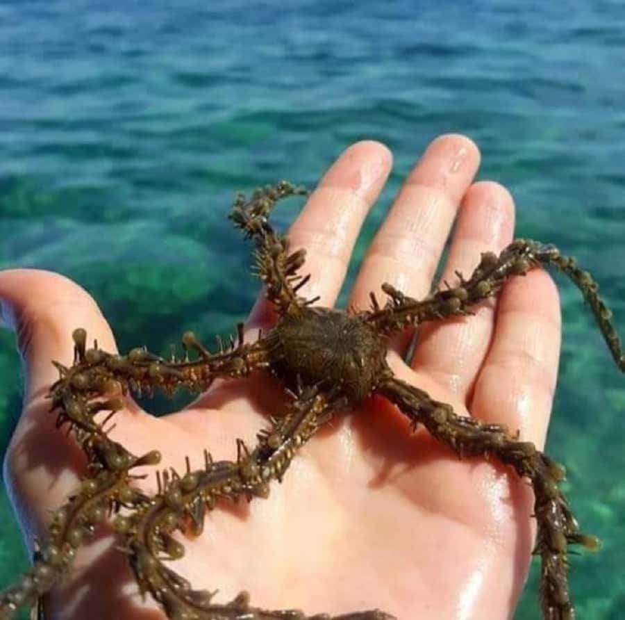 Diani Beach: Glass Boat Cruise to Robinson Island - Key things I’d bet on in this tour