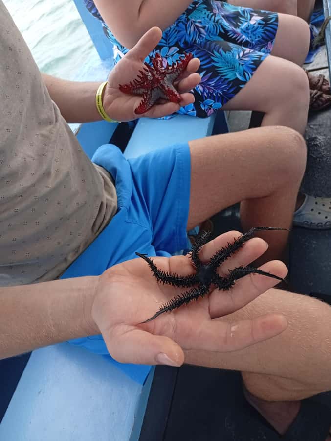 Diani Beach: Glass-Bottom Boat Cruise to Robinson Island - Why this Diani Beach glass-bottom cruise feels worth the $35