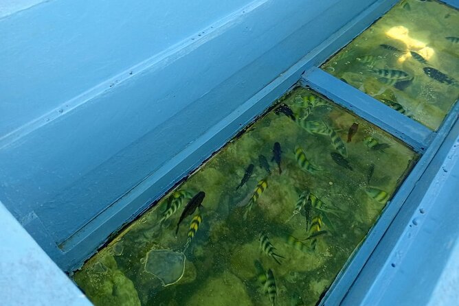 Diani Beach: Glass-bottom Boat Ride with Underwater Show - Quick FAQ