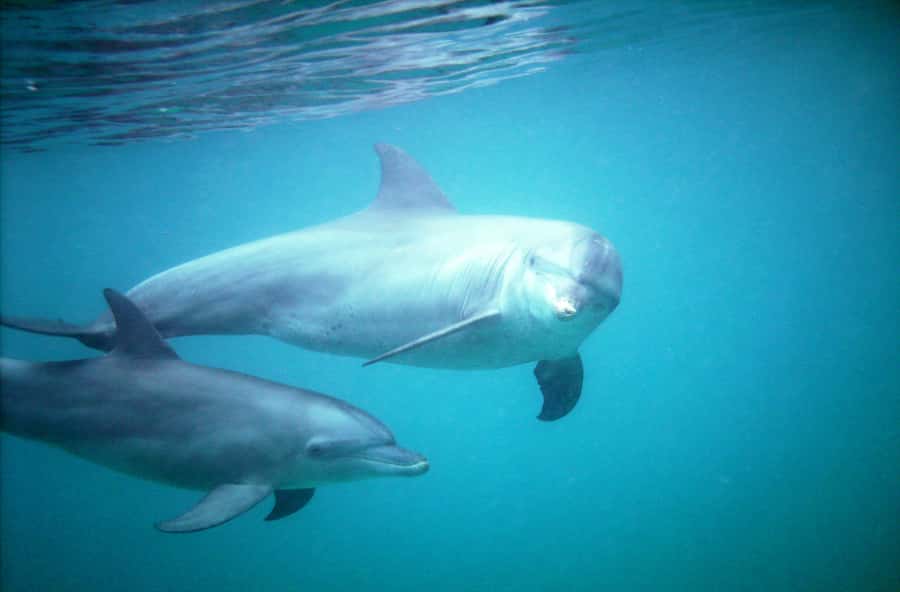 Diani Beach: Kisite Marine Park Dhow & Snorkeling with Lunch - Key things that make this trip worth your time