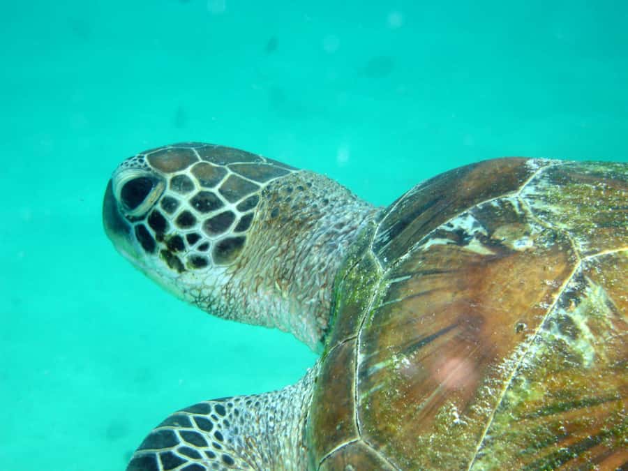 Diani Beach: Kisite Marine Park Dhow & Snorkeling with Lunch - Price and value: is $135 a fair deal for one full day?