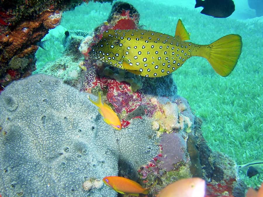 Diani Beach: Kisite Marine Park Dhow & Snorkeling with Lunch - Who this tour is best for, and who should skip it