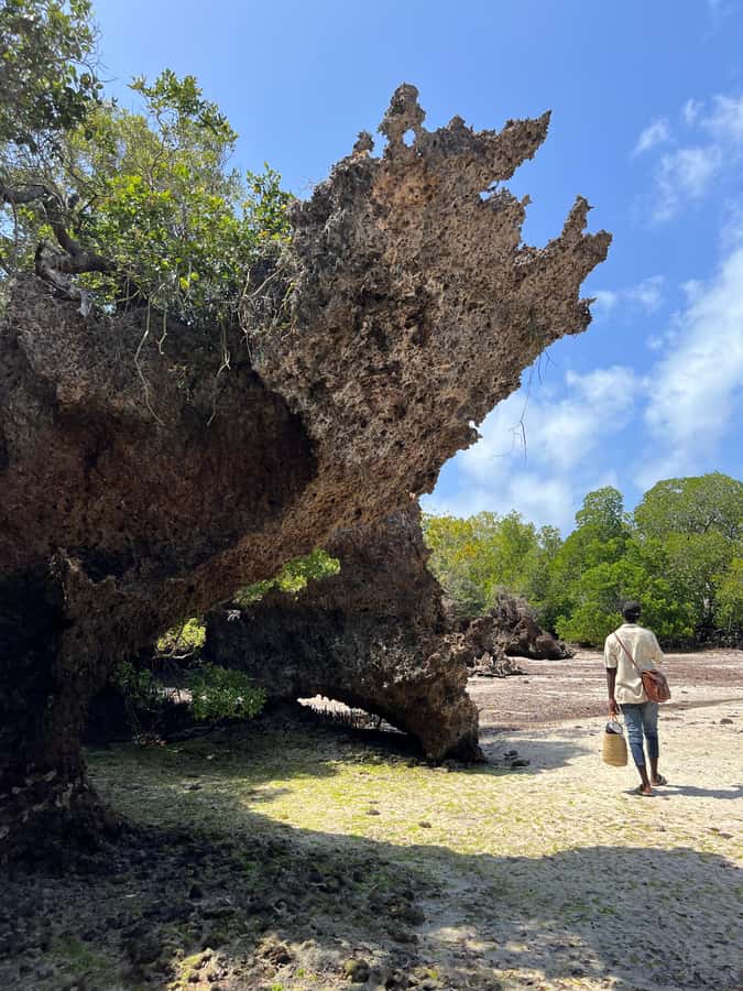 Diani Beach: Private African Pool Map Guided Tour - What to bring (and what you can relax about)