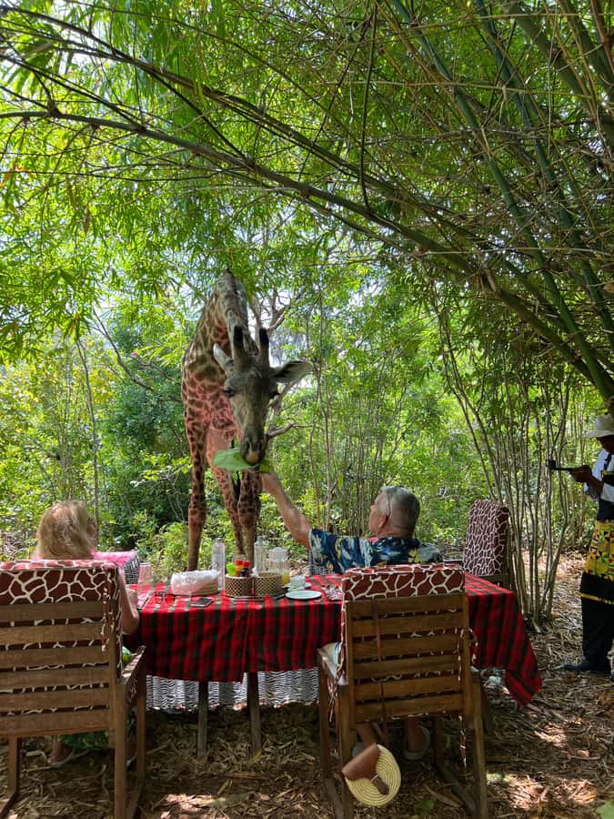 DIANI: SHARE A MEAL WITH GIRAFFES - Key moments worth planning for