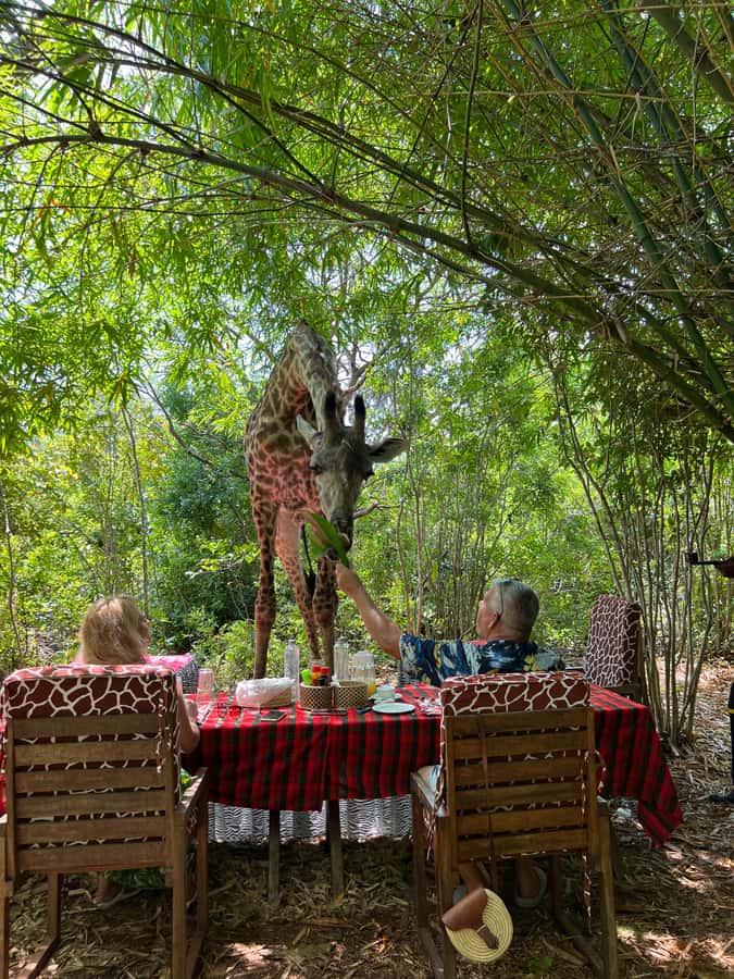 DIANI: SHARE A MEAL WITH GIRAFFES - A 4 pm pickup from Diani, and a 150-minute plan that moves