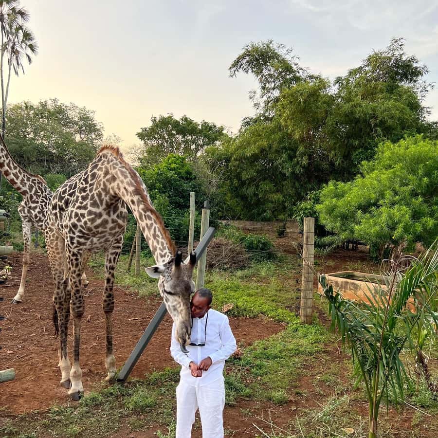 DIANI: SHARE A MEAL WITH GIRAFFES - Giraffe feeding up close: tender leaves and steady hands