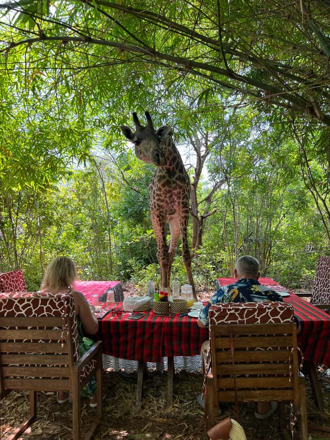 DIANI: SHARE A MEAL WITH GIRAFFES - The dance show and the souvenir moment: enjoy it, then set boundaries