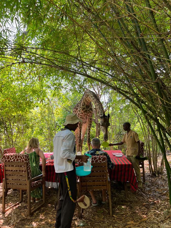 DIANI: SHARE A MEAL WITH GIRAFFES - Should you book Share a Meal with Giraffes in Diani?