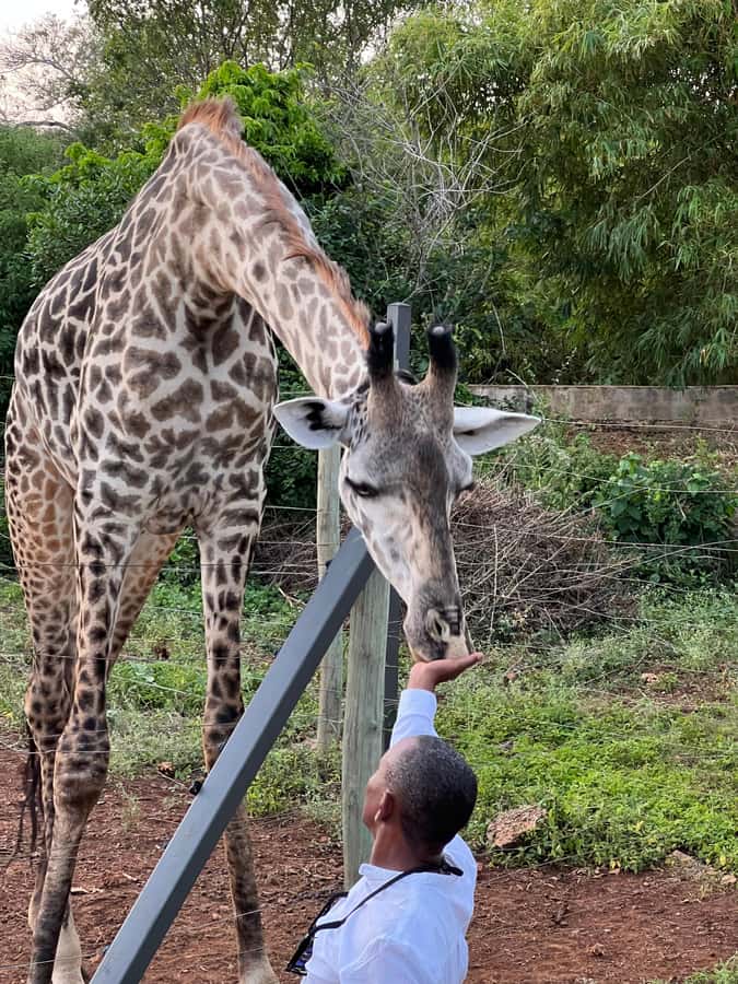 DIANI: SHARE A MEAL WITH GIRAFFES - Inside the animal park: crocodiles, peacocks, tortoises, zebras, and more