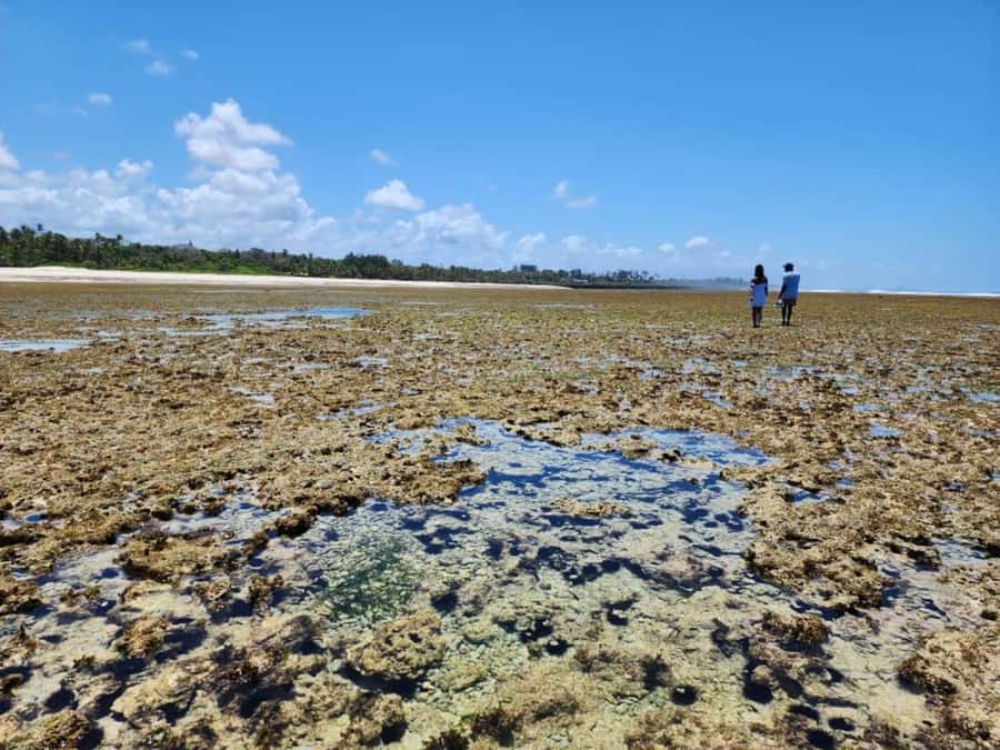Diani: Snorkeling and Swimming at African Pool in Tiwi Beach - Who should book this Diani to Tiwi snorkeling trip