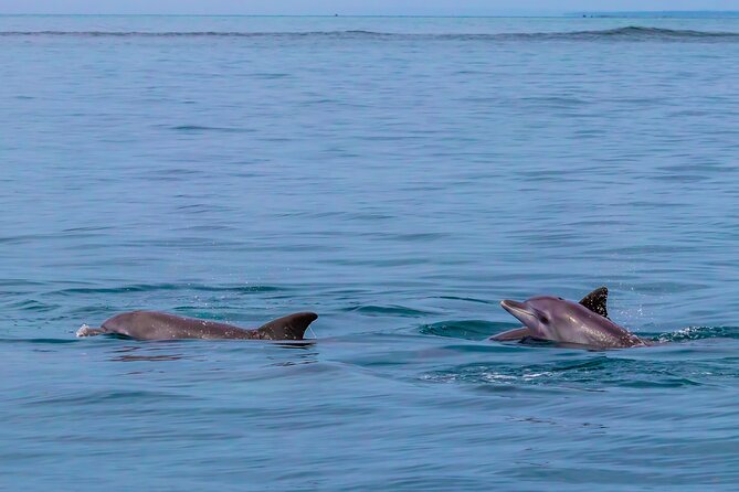 Dolphin Watch & Snorkeling at Kisite Marine Park & Wasini Island - Wasini Island: seafood lunch and a village walk that adds context