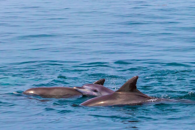 Dolphin Watch & Snorkeling at Kisite Marine Park & Wasini Island - Weather and wildlife expectations: dolphins are a bonus, not a booking guarantee