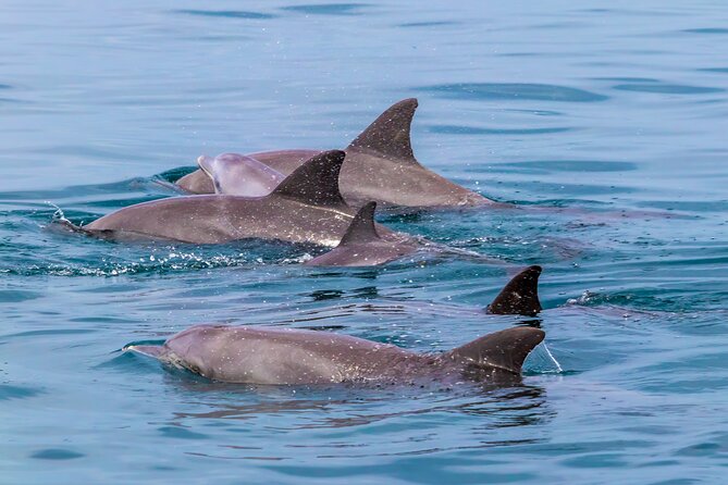 Dolphin Watch & Snorkeling at Kisite Marine Park & Wasini Island - Kisite-Mpunguti stop: dolphins, dhow cruising, and real snorkeling time