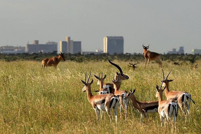 Early Morning Group Joining Mini Safari To Nairobi National Park - Key Points You Should Know Before You Go