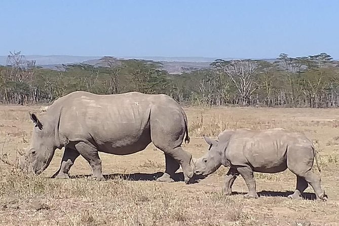 Early Morning Group Joining Mini Safari To Nairobi National Park - Big Five Odds Without Elephants: How to Think About Rhino, Buffalo, Lions, and More