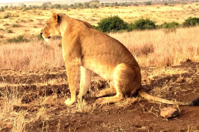 Early Morning Group Joining Mini Safari To Nairobi National Park - What You See Along the Plains, Valleys, and Highland Forest